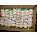 5.5cm 3P normal white garlic in carton